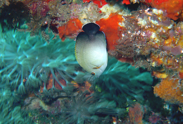 Centropyge vrolikii (Bleeker, 1853)